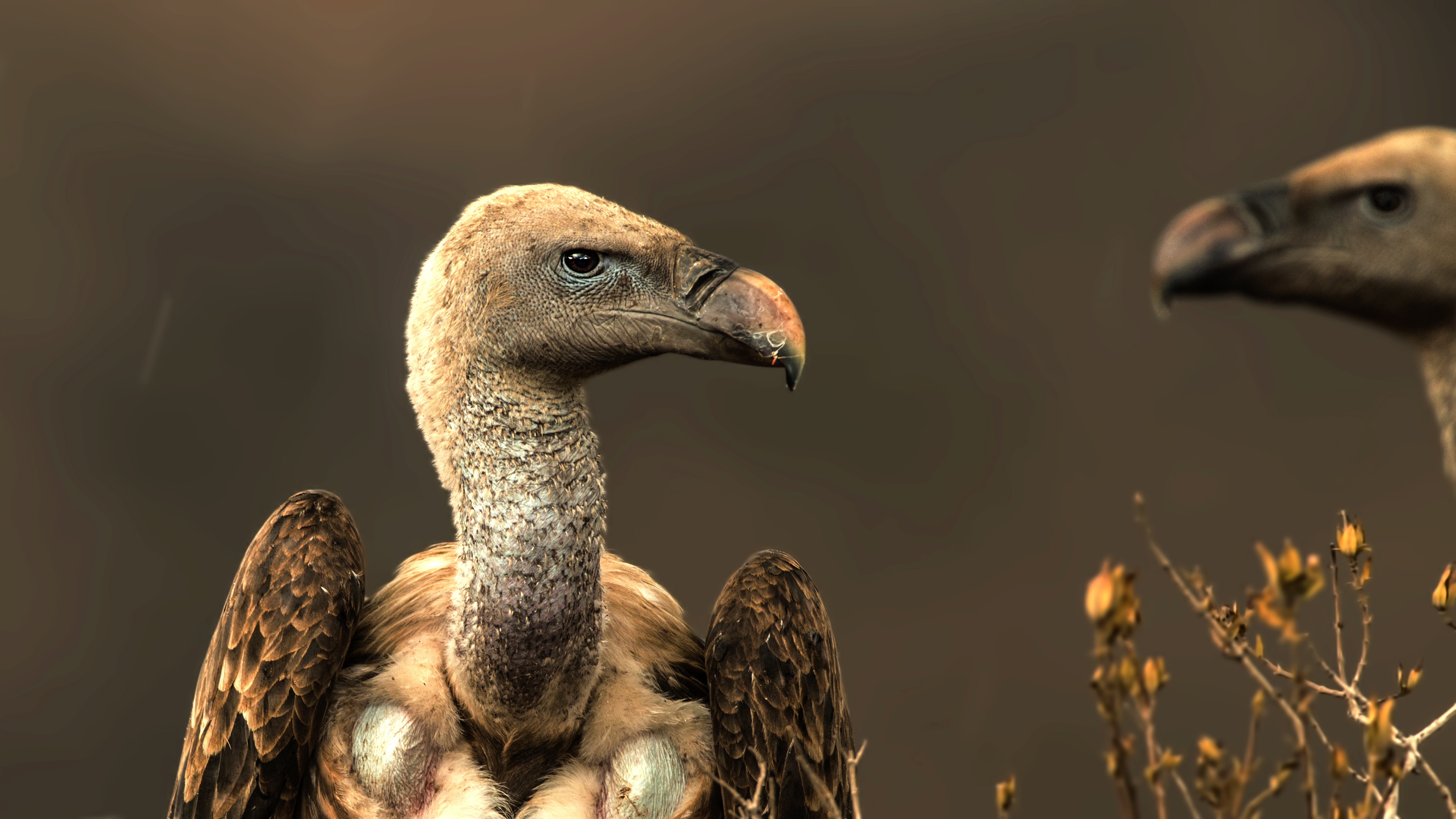 White-backed Vulture